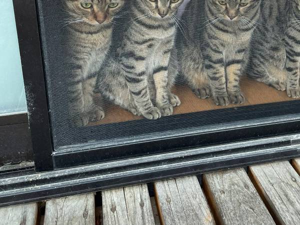 猫の『圧』が強すぎる…ッ！　横並びの猫たちに「ヒエッ」「分身の術！？」