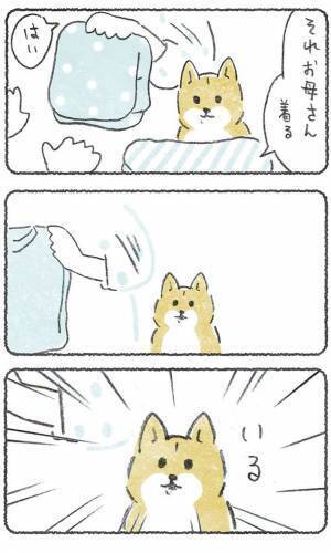 飼い主が困っていると、いつの間に？　豆柴の行動に「健気でかわいい」「あるある」の声