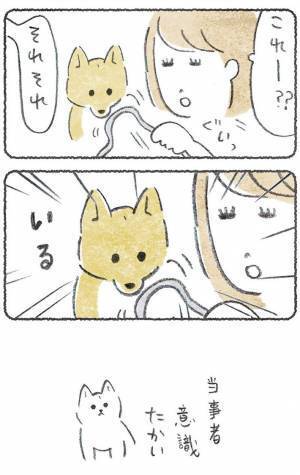 飼い主が困っていると、いつの間に？　豆柴の行動に「健気でかわいい」「あるある」の声