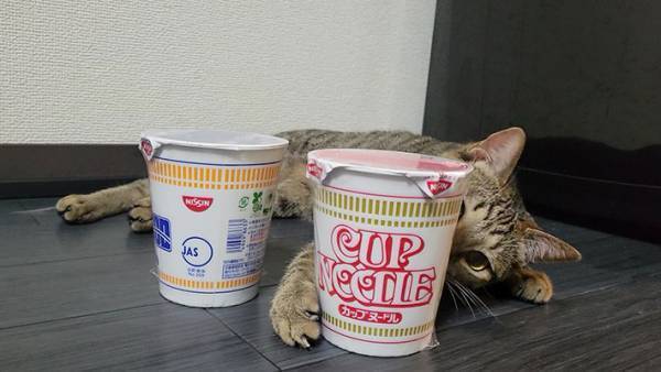 「こっちを食べろニャ」　カップヌードルを選ぶ飼い主の目前で、猫がやらかす！