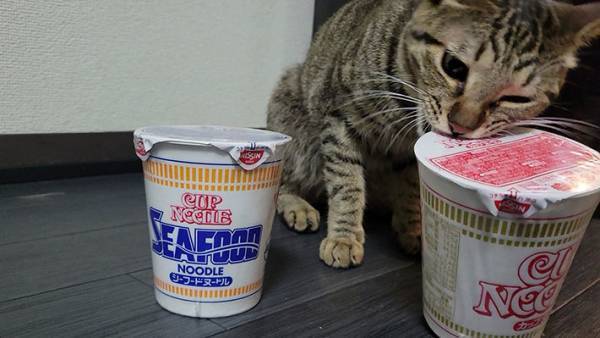 「こっちを食べろニャ」　カップヌードルを選ぶ飼い主の目前で、猫がやらかす！