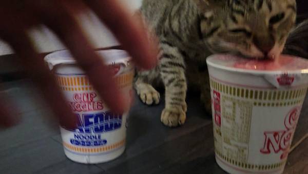 「こっちを食べろニャ」　カップヌードルを選ぶ飼い主の目前で、猫がやらかす！