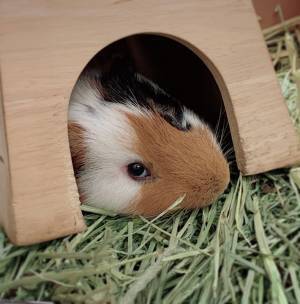 「飼育員さんには荷が重い」　そう思われる人生相談に、さすがの回答！