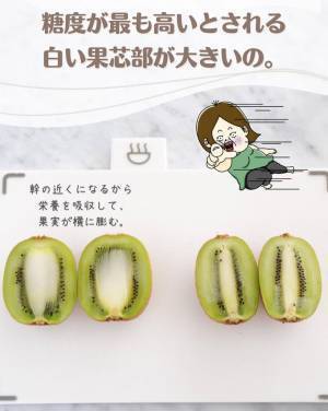 「より甘いのはどっち？」　キウイの『見分け方』に反響　「知らなかった」「早速探してみる！」