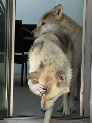 テーブルの角に頭をぶつけた犬　リアクションに飼い主も爆笑！