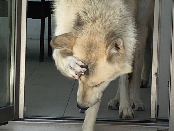 テーブルの角に頭をぶつけた犬　リアクションに飼い主も爆笑！