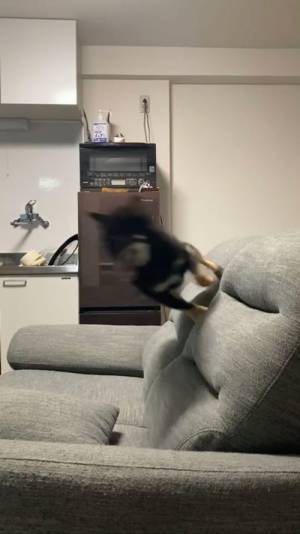 元気あふれる柴犬　室内とは思えないスピードで走り回っていた結果？