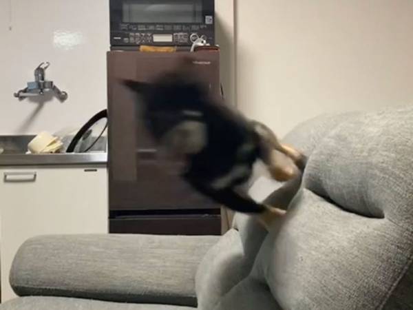 元気あふれる柴犬　室内とは思えないスピードで走り回っていた結果？