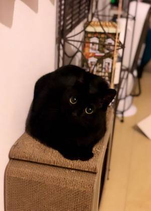 愛猫の写真を撮った飼い主　「形がよく分からん」とつづる理由に、納得！