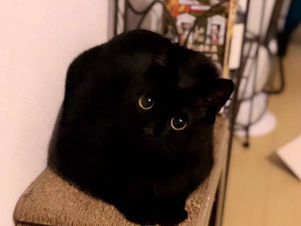 愛猫の写真を撮った飼い主　「形がよく分からん」とつづる理由に、納得！