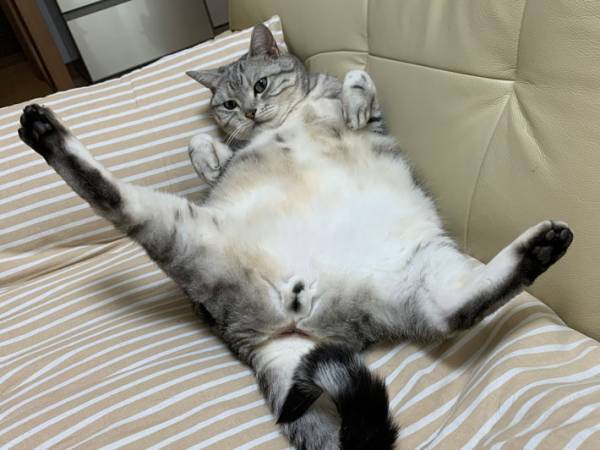 「恋をしている目だ」　高校３年生の娘が大好きな猫　抱っこされると？