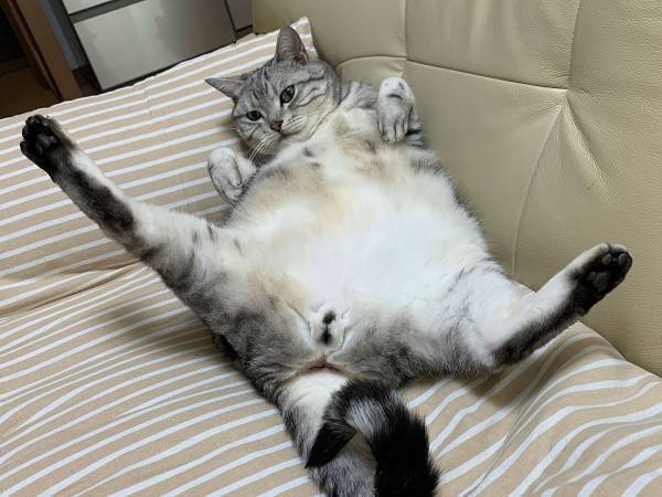 「恋をしている目だ」　高校３年生の娘が大好きな猫　抱っこされると？