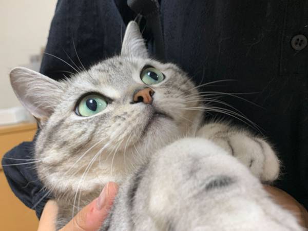 「恋をしている目だ」　高校３年生の娘が大好きな猫　抱っこされると？