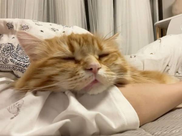 「かわいい」「最高」　１０秒の『猫動画』に癒される人が続出