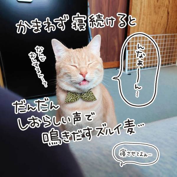 体調不良の飼い主　猫の行動に「あるある」の声相次ぐ