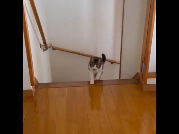 『歌いながら起こしにくる猫』に驚きの７万RT　歌唱力に「俺より上手い」「すごすぎる」