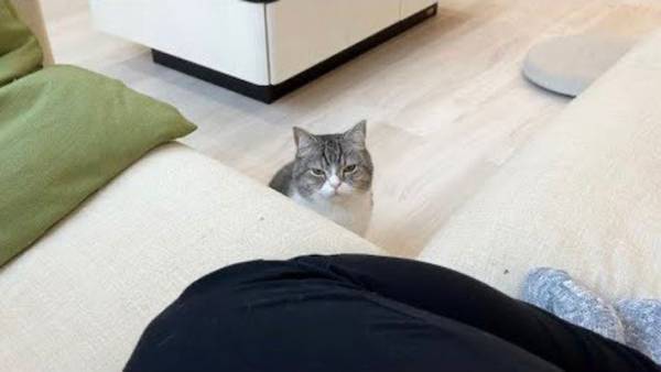 「これは起きるしかない」　二度寝しようとした飼い主　すると猫が？