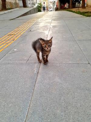 『やんのかポーズ』する猫を撮っていると…　後ろで待っていたのは？