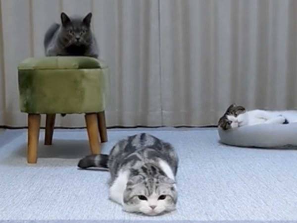 「大好きすぎて永遠に見ていられる」　１２万人のハートつかんだ『１０秒』がコチラ