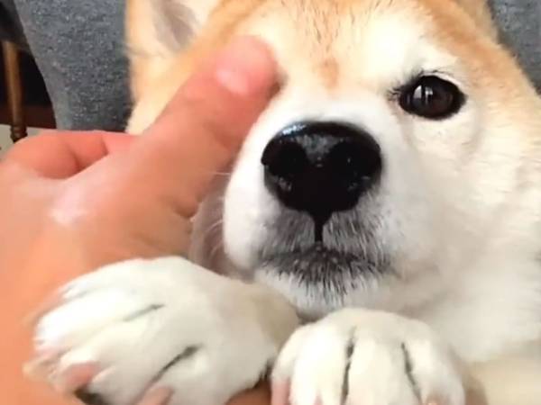 「何日でも抱っこしているからね」　カミナリに脅える柴犬の動画が愛おしい