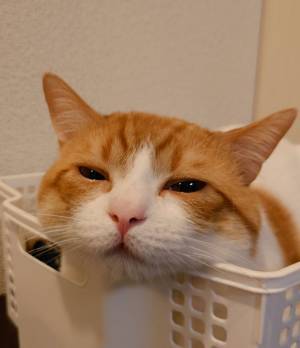 「溶けかけている」「目がたまらん」　Majiで寝落ちる猫に絶賛の声