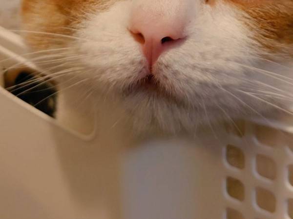 「溶けかけている」「目がたまらん」　Majiで寝落ちる猫に絶賛の声