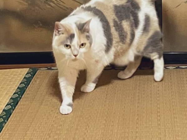 襖絵の前に立つ猫の光景に「一休さんの世界観」「違和感ない…！」