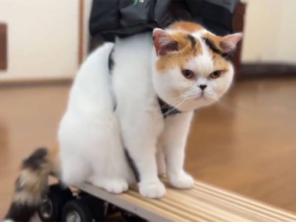 配達員デビューしたのは？　その姿に「チップをはずむ」「報酬を増やして」の声