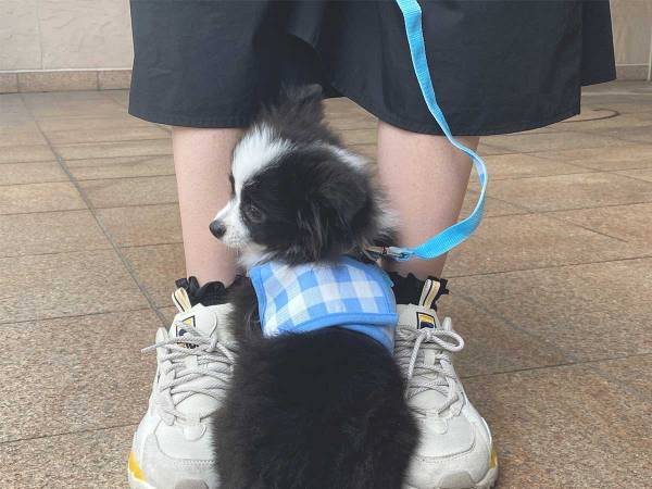 お散歩デビューした、生後５か月の犬を写した『２枚』に、目がくぎ付け！