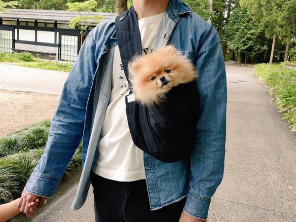 神社に入るのを禁じられたポメ　その姿に「たまらんすぎる」「悟ってる…！？」