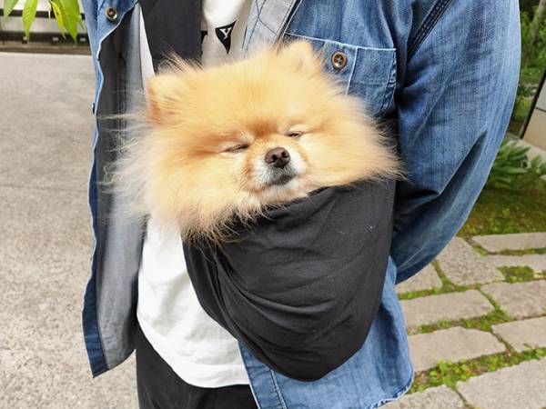 神社に入るのを禁じられたポメ　その姿に「たまらんすぎる」「悟ってる…！？」