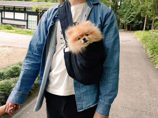 神社に入るのを禁じられたポメ　その姿に「たまらんすぎる」「悟ってる…！？」