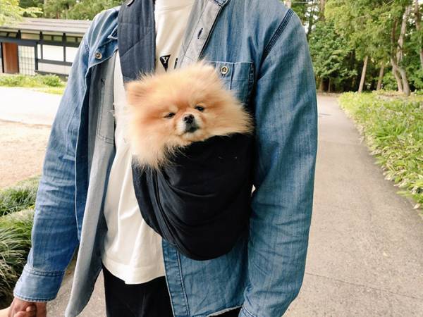 神社に入るのを禁じられたポメ　その姿に「たまらんすぎる」「悟ってる…！？」