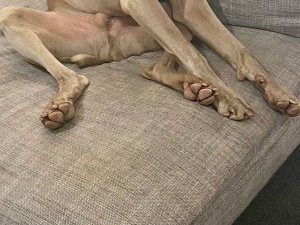 「遊びたい」と「寝たい」が両方勝った犬　飼い主が激写した姿に１１万『いいね』