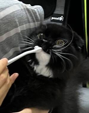 「これは手強そう…」　歯磨きを断固拒否する猫の表情が、コチラ