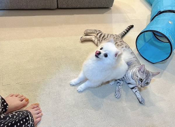 おやつに夢中な犬　おすわりをした結果！？　「虚無感がすごい」