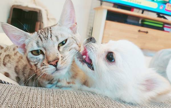 おやつに夢中な犬　おすわりをした結果！？　「虚無感がすごい」