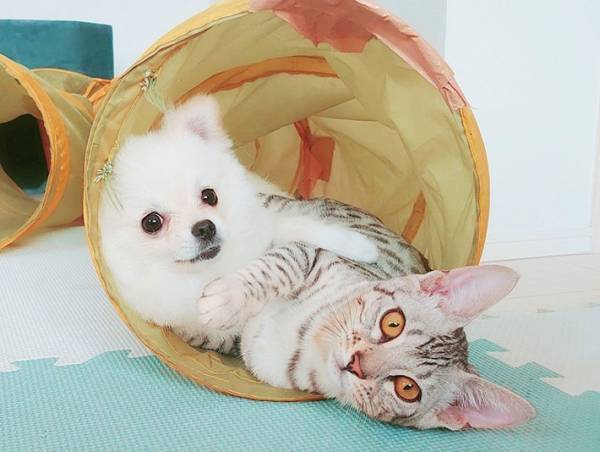 おやつに夢中な犬　おすわりをした結果！？　「虚無感がすごい」