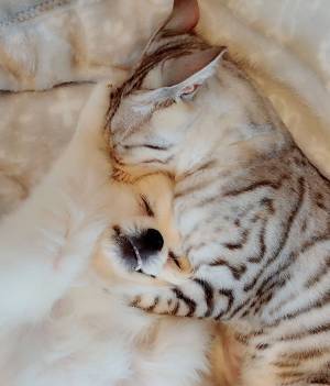 おやつに夢中な犬　おすわりをした結果！？　「虚無感がすごい」