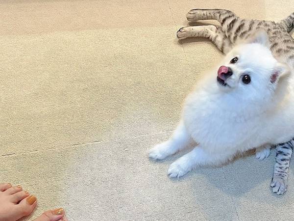 おやつに夢中な犬　おすわりをした結果！？　「虚無感がすごい」