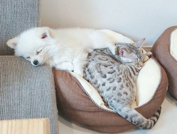 おやつに夢中な犬　おすわりをした結果！？　「虚無感がすごい」