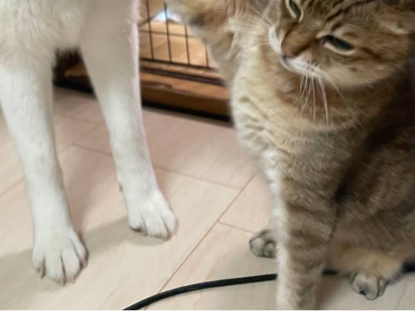 猫「俺に構うな」　決定的瞬間をおさめた１枚に、吹き出す