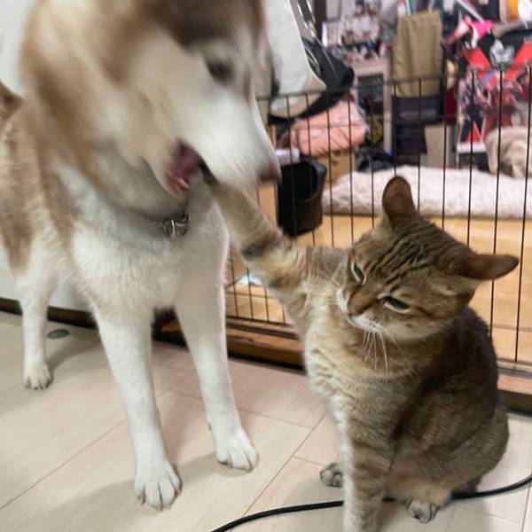 猫「俺に構うな」　決定的瞬間をおさめた１枚に、吹き出す