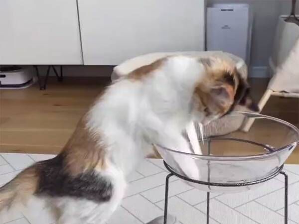 猫の頭のよさに驚く声も クッションをベッドに入れたい猫が 22年6月6日 ウーマンエキサイト 1 2