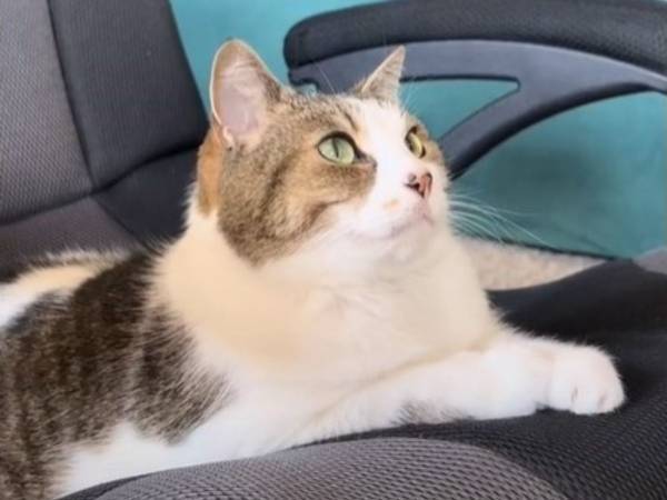 さすが現代の猫！　夢中で見つめているのは…？　「私と好みが同じ」