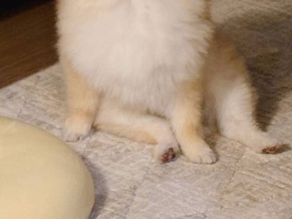 暇を持て余したポメラニアン　ボーッとする姿に「完全に人間」「爆笑した！」