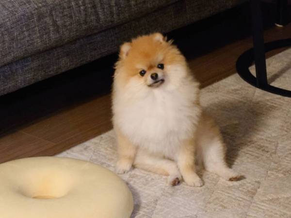 暇を持て余したポメラニアン　ボーッとする姿に「完全に人間」「爆笑した！」