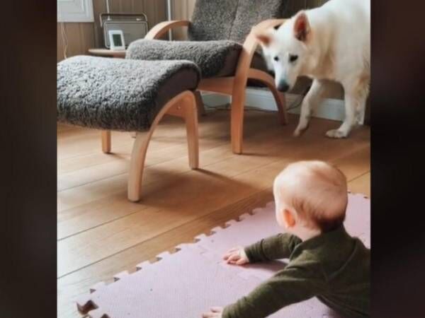 最高のベビーシッター ボールで遊んでいた赤ちゃん それを見た犬が 22年6月8日 ウーマンエキサイト 1 2