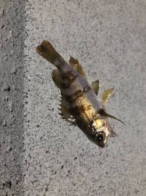 海で魚を釣り上げた後のオチに「吹いた」「勢いを感じる」