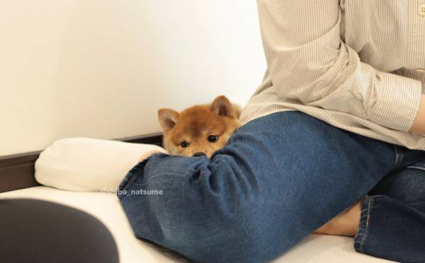 柴犬の『歓迎』が、たまらないかわいさ！　「来客になりたい」と羨む声も